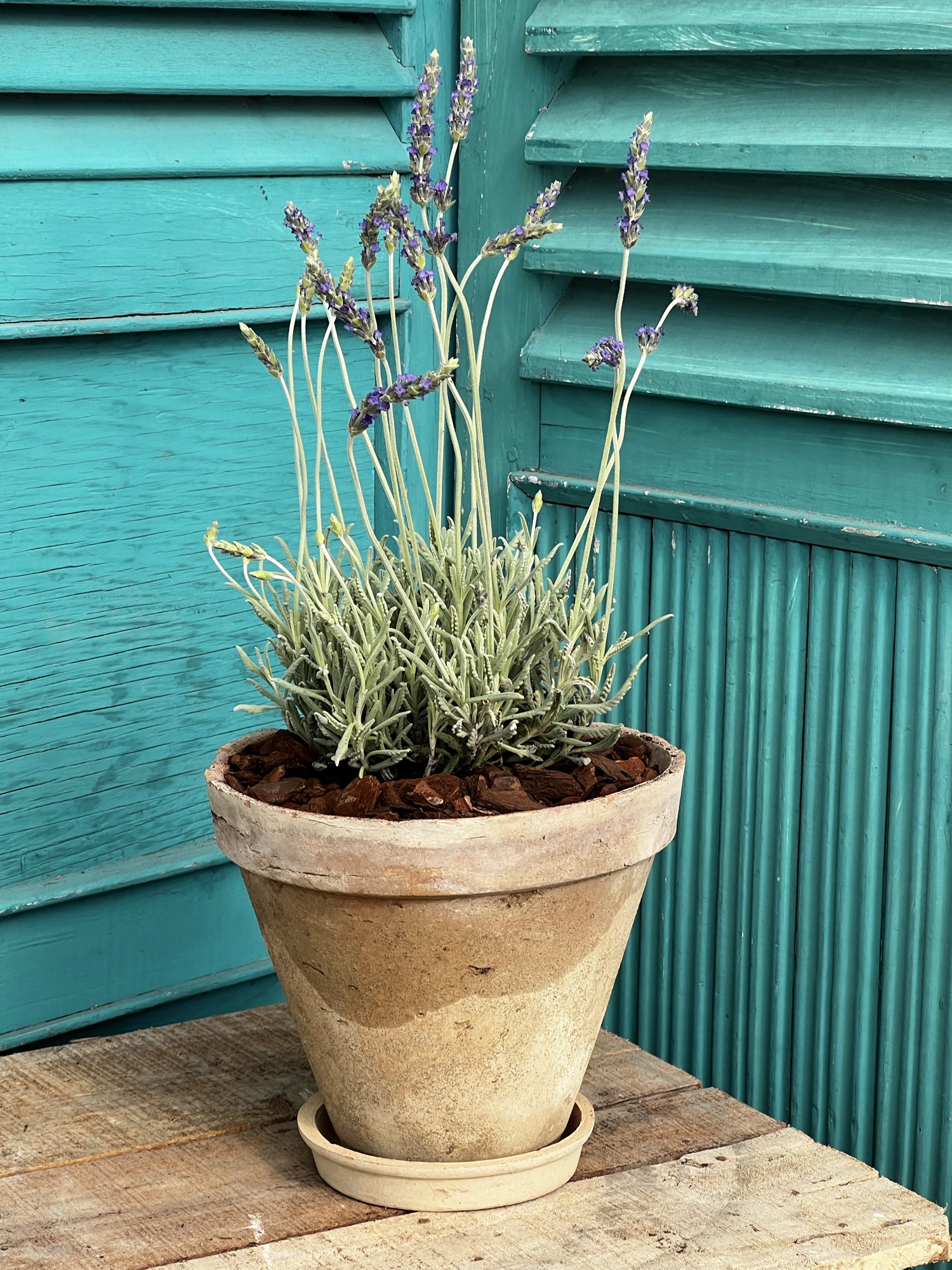 Lavendel i krukke