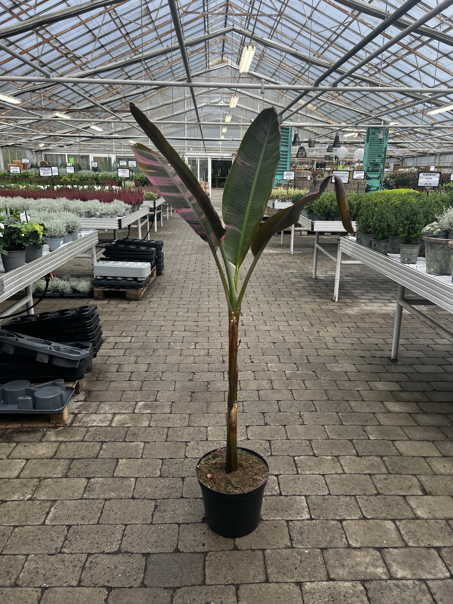 Banan Palme